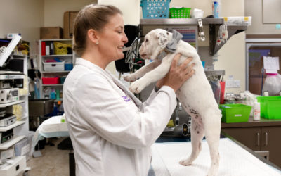 Veterinarians Are Killing Themselves. An Online Group Is There To Listen And Help