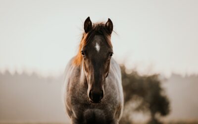 Healing Through Horses: Survivors of sex trafficking and exploitation take the reins on the road to recovery