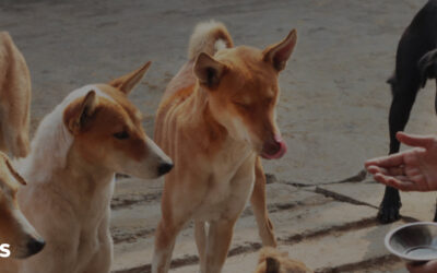 Preventing Rabies