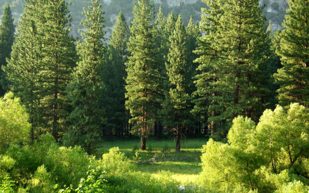trees