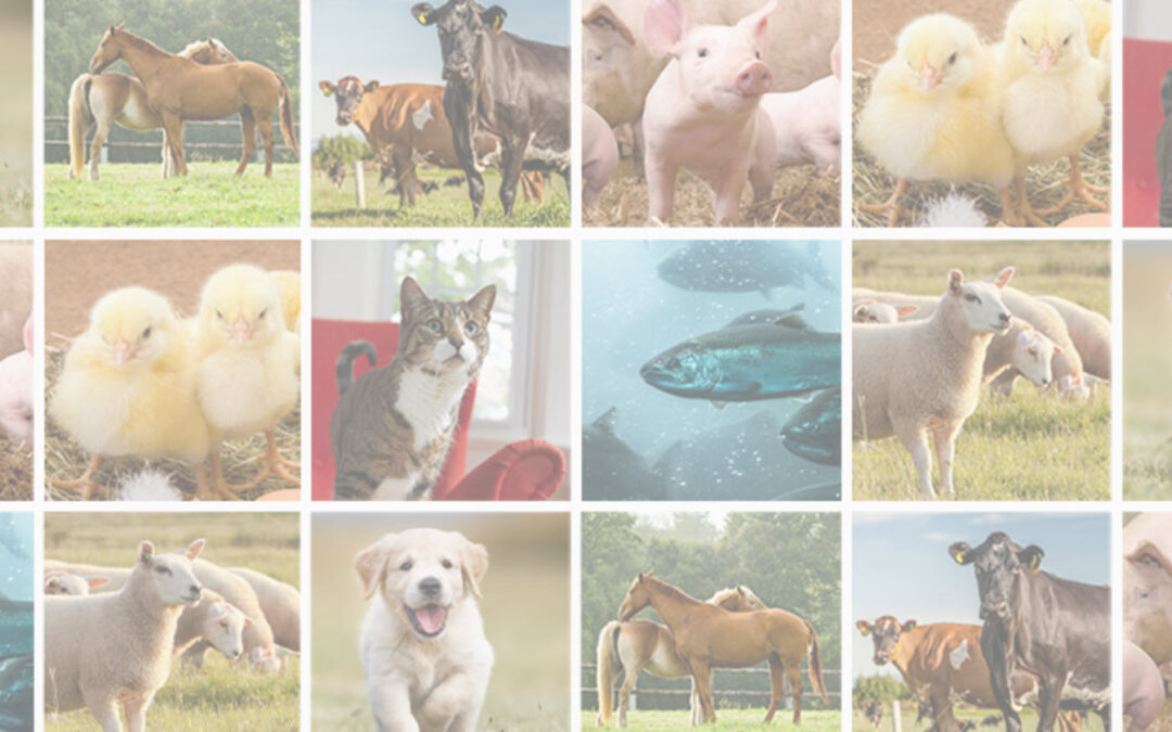 Merck Animal Health’s Fourth Veterinary Wellbeing Study Indicates Progress in Addressing Mental Health Challenges Among Veterinary Teams