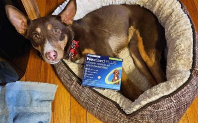 Boehringer Ingelheim and Atlanta Braves Foundation Partner to Support Shelter Dogs in Need