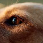 close up of brown dog's face