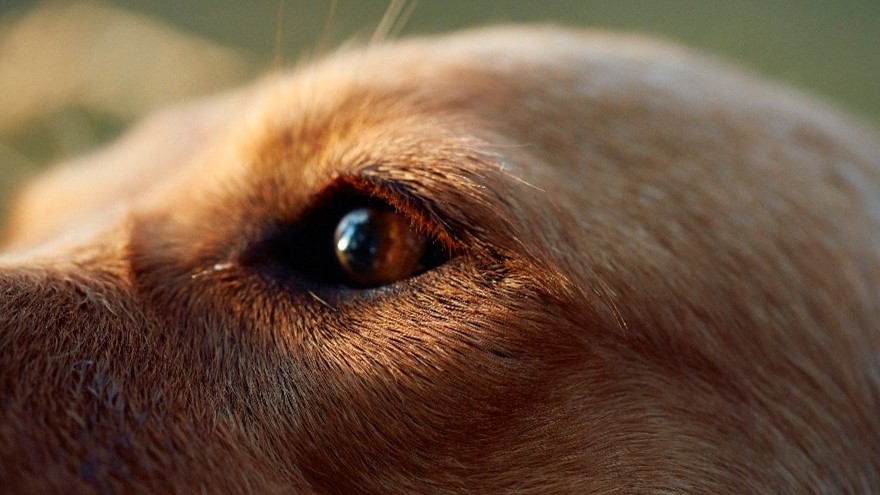 close up of brown dog's face