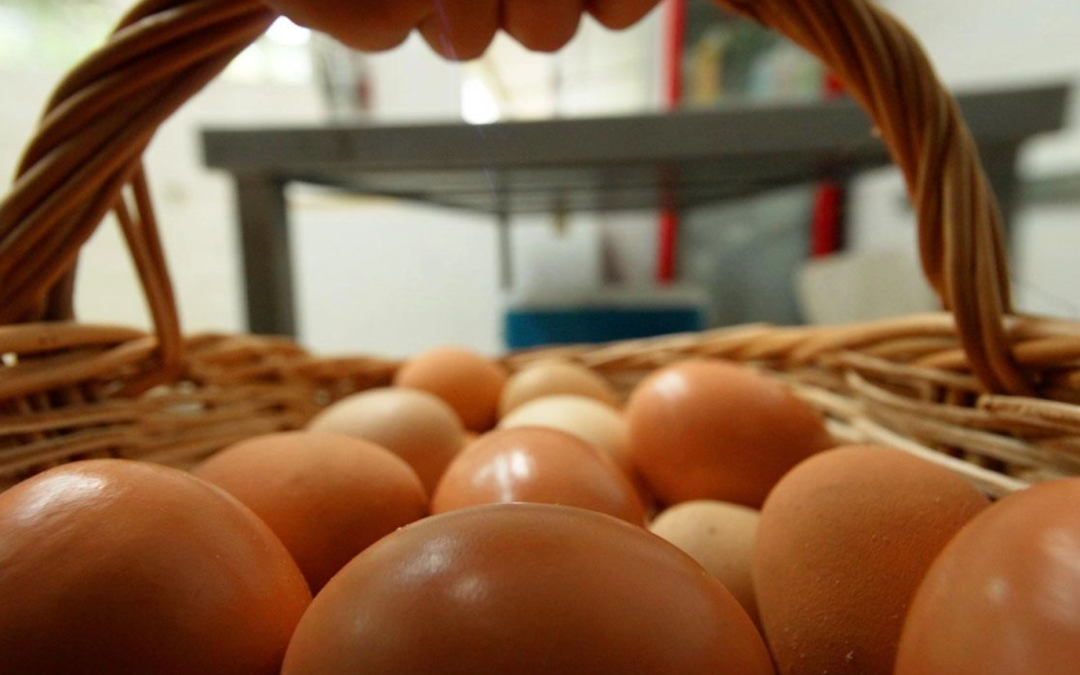 The Happy Chickens project: building bonds and opportunities